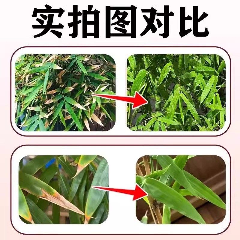 竹子专用肥料叶子发黄黑斑病卷叶掉叶真菌小叶簕竹子类专用营养液,淘宝优惠券,粉丝福利购,淘宝优惠卷