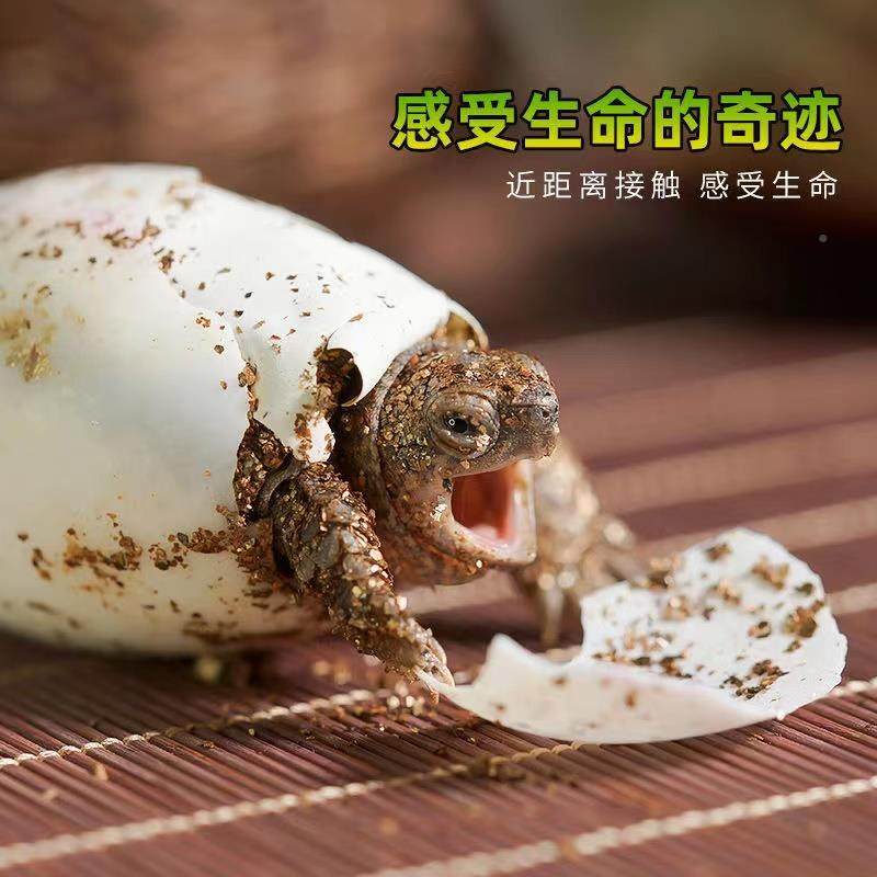 极速乌龟蛋可f孵化中华草龟巴西龟墨龟宠物蛋小学生孵化乌龟活物,淘宝优惠券,粉丝福利购,淘宝优惠卷