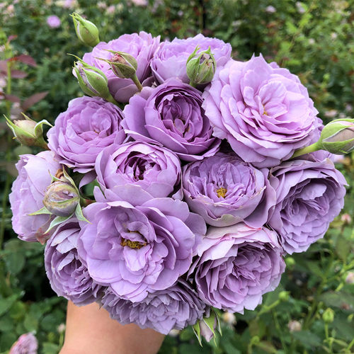 买二送一棵带花苞欧洲月季玫瑰花苗浓香果汁阳台庭院花卉植物盆栽 - 图2