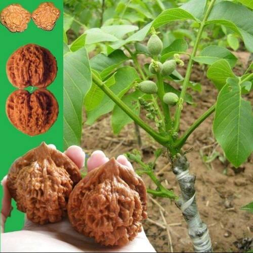 文玩核桃树苗把玩核桃嫁接苗麻核桃树苗狮子头官帽四座楼当年挂果 - 图1