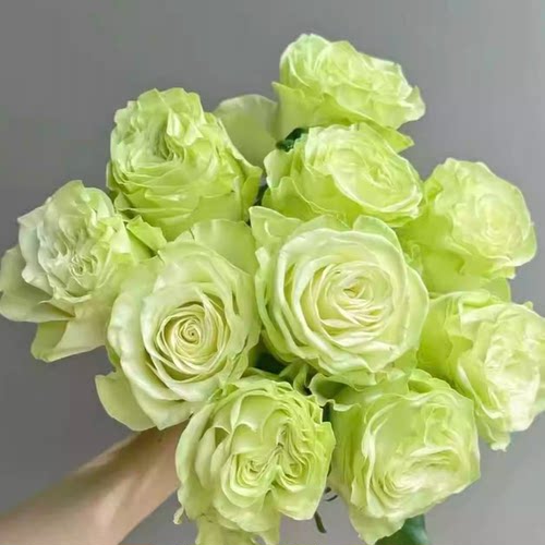 小乔 【中苗】新品月季玫瑰花苗绿色阳台盆栽花卉植物土培 - 图0
