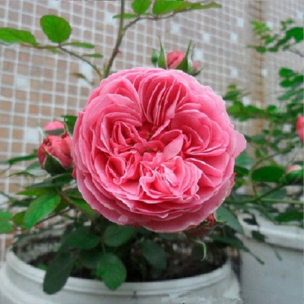【粉色达芬奇】30-50公分 爬藤蔷薇月季花苗多季大花庭院阳台耐寒,淘宝优惠券,粉丝福利购,淘宝优惠卷