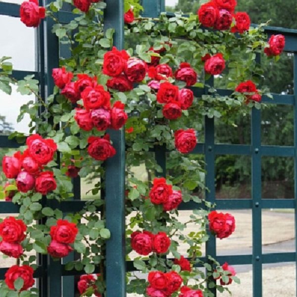 【佛罗伦蒂娜】福利中苗 大型爬藤月季花苗大红色藤本蔷薇庭院,淘宝优惠券,粉丝福利购,淘宝优惠卷