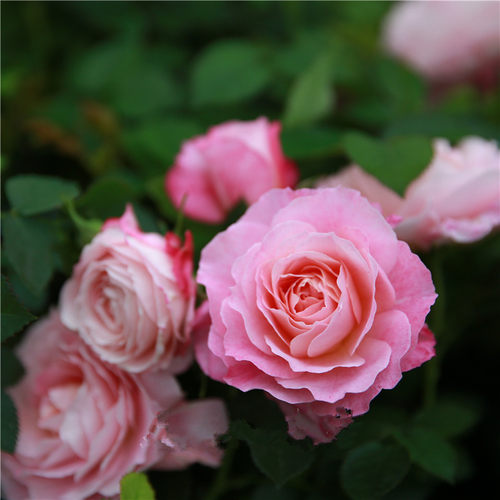 海神王 月季花苗大花微月浓香玫瑰花苗室内外阳台花卉盆栽庭院 - 图1