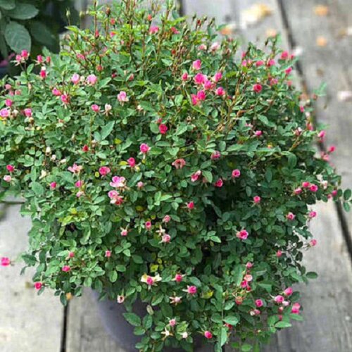 超微 微型月季迷你花朵花量大群体开花月季玫瑰花苗多头 - 图1