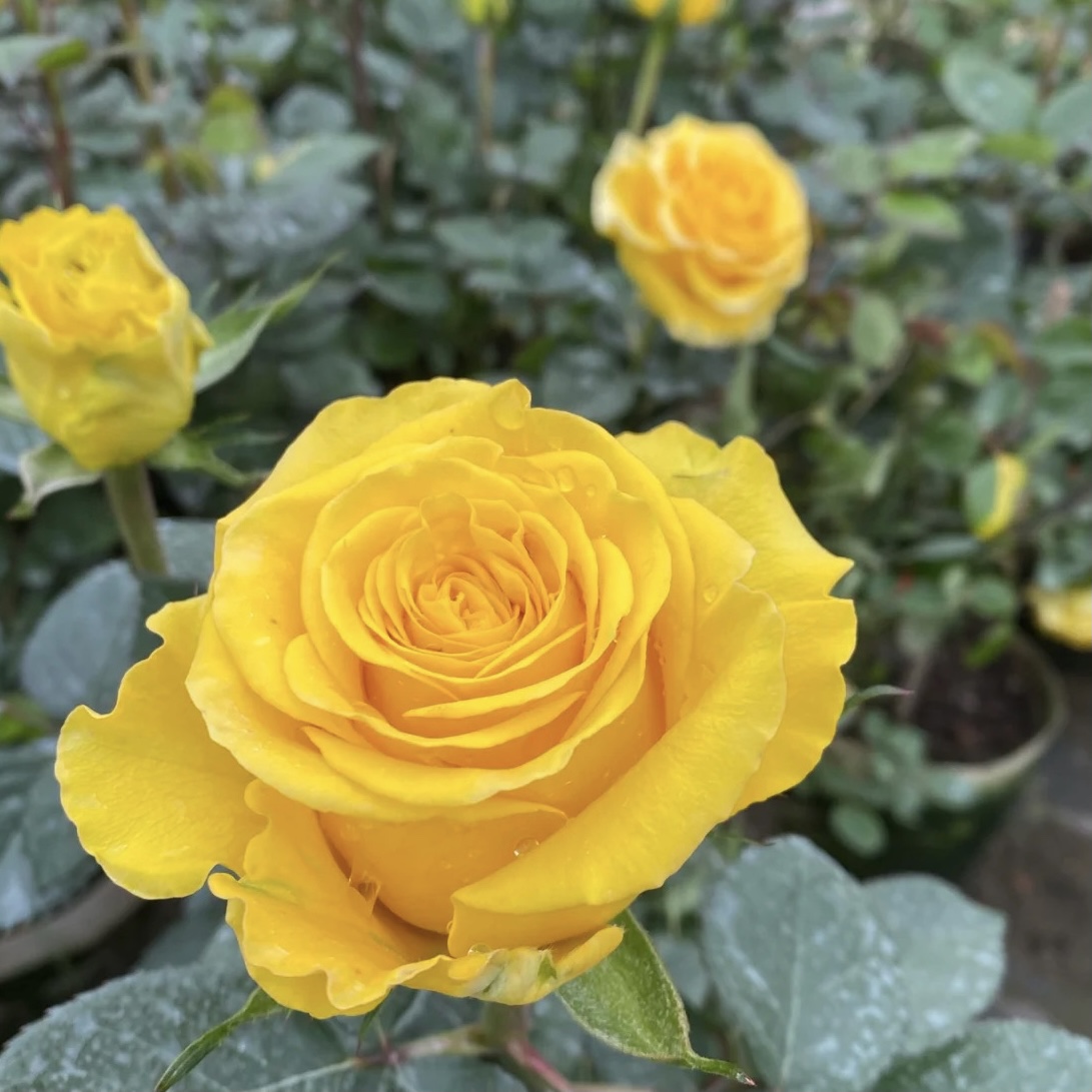 苏格兰黄油月季花苗开花玫瑰四季盆栽花卉爬藤植物藤本蔷薇树绿植 - 图1