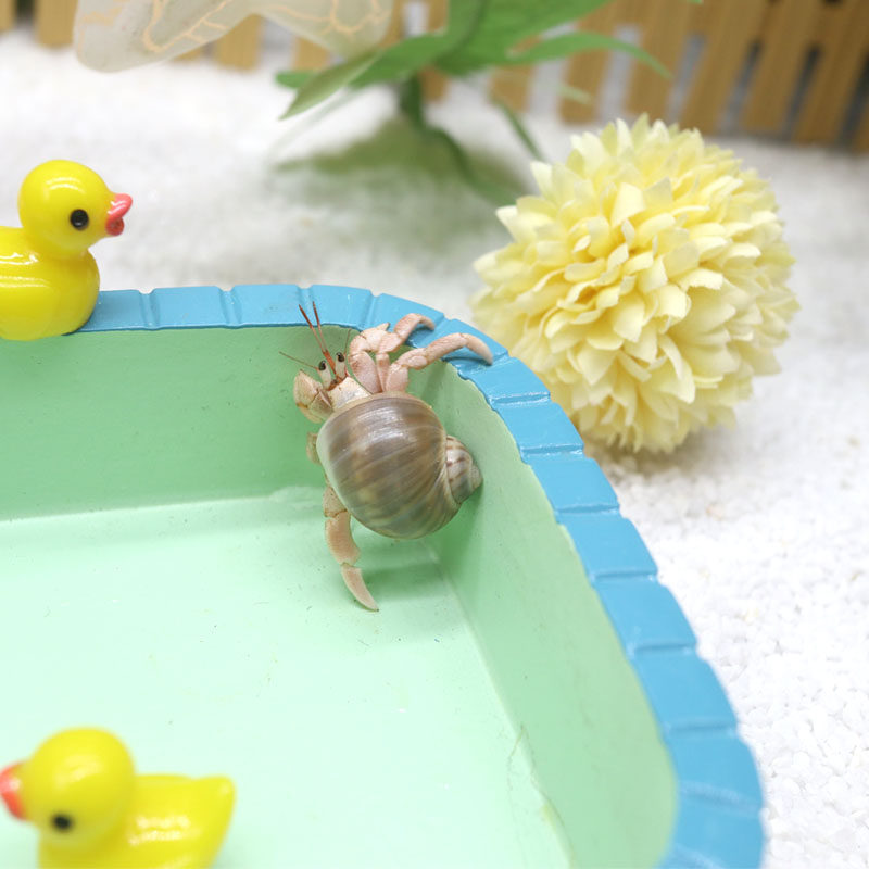 可爱豆丁寄居蟹～新手饲养套餐套装饲养盒 陆生桌面萌宠儿童礼物,淘宝优惠券,粉丝福利购,淘宝优惠卷