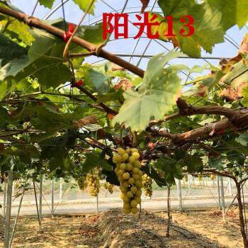 黄金阳光十三玫瑰葡萄树苗爬藤葡萄苖果树果苗南方北方种植果树苗,淘宝优惠券,粉丝福利购,淘宝优惠卷