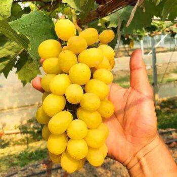 黄金阳光十三玫瑰葡萄树苗爬藤葡萄苖果树果苗南方北方种植果树苗,淘宝优惠券,粉丝福利购,淘宝优惠卷