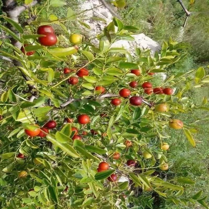 野生酸枣苗 酸枣树苗 野酸枣苗 北酸枣树苗 野酸枣苗 酸枣树活苗,淘宝优惠券,粉丝福利购,淘宝优惠卷