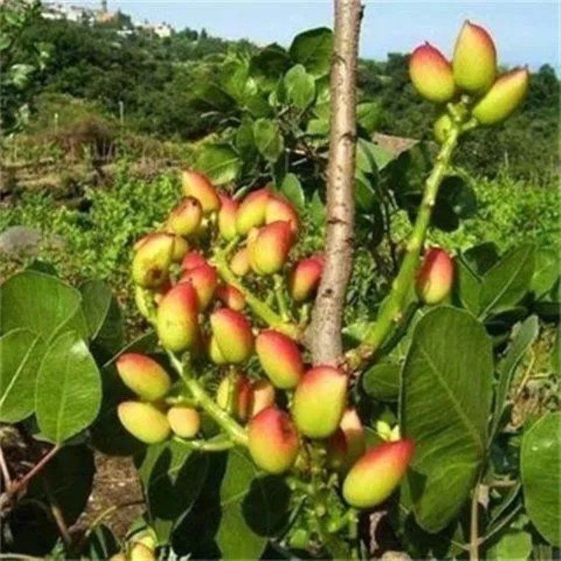 开心果苗南北方种植果苗当年结果开心果树苗盆栽地栽阿月浑子绿仁,淘宝优惠券,粉丝福利购,淘宝优惠卷