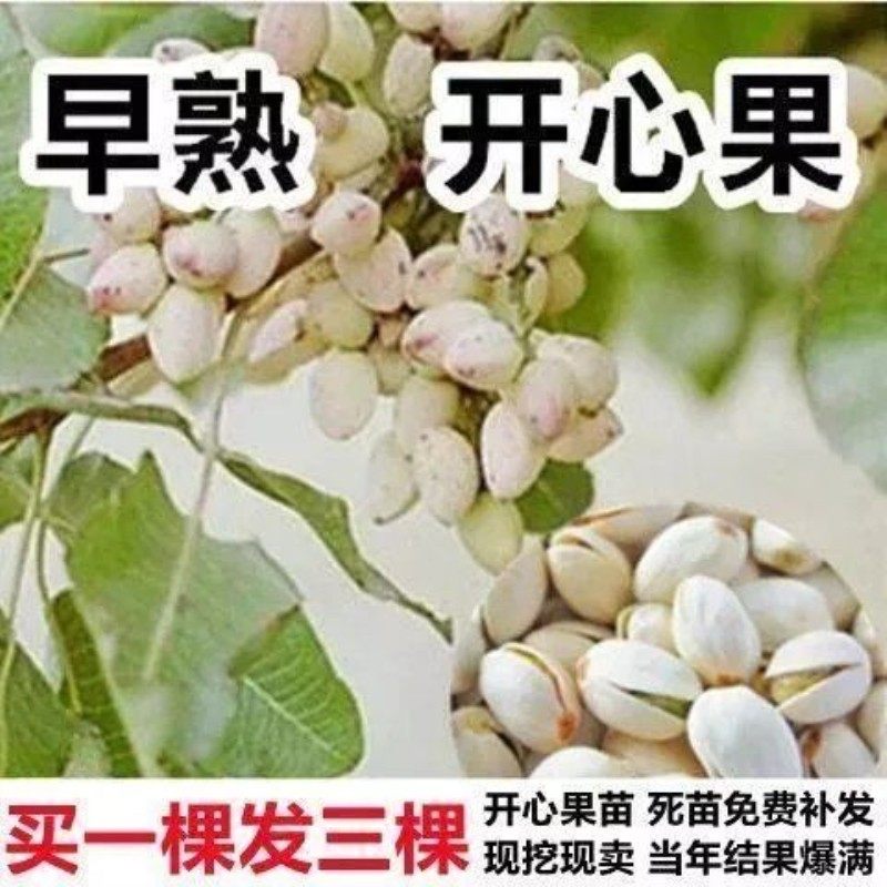 开心果苗南北方种植果苗当年结果开心果树苗盆栽地栽阿月浑子绿仁,淘宝优惠券,粉丝福利购,淘宝优惠卷