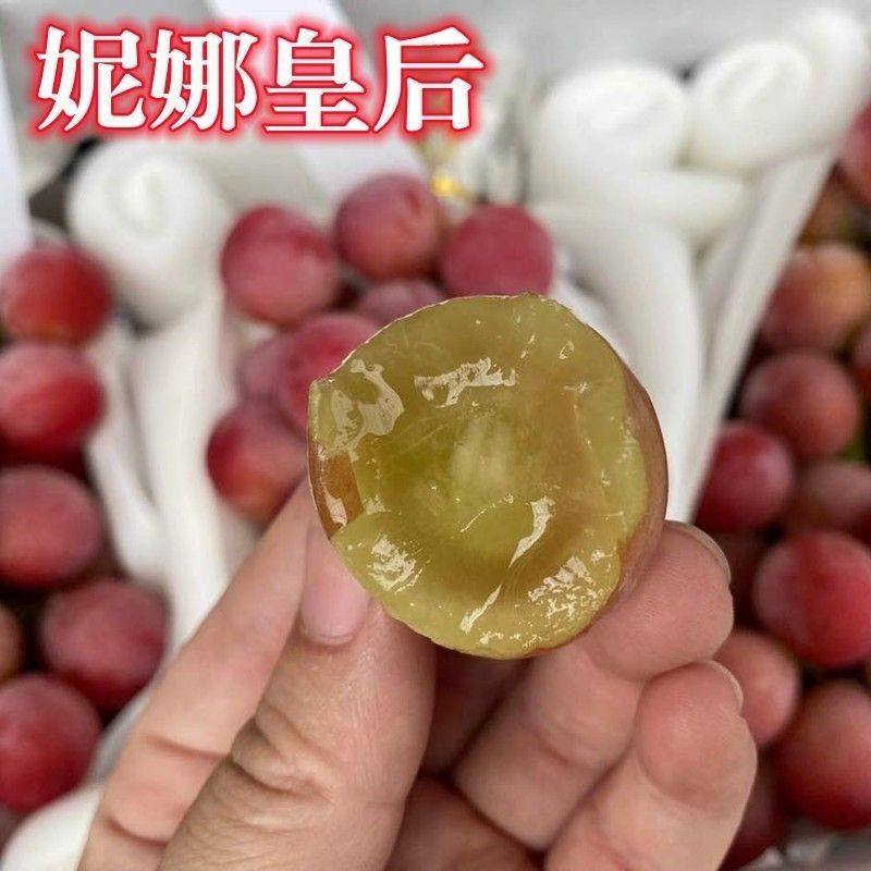 新品种妮娜皇后葡萄苗正宗嫁接葡萄树苗南方北方种植盆栽地栽包邮,淘宝优惠券,粉丝福利购,淘宝优惠卷