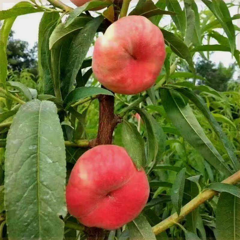 正宗优质嫁接血蟠桃抗寒南北方种植当年结果果树桃树桃子果苗苗,淘宝优惠券,粉丝福利购,淘宝优惠卷