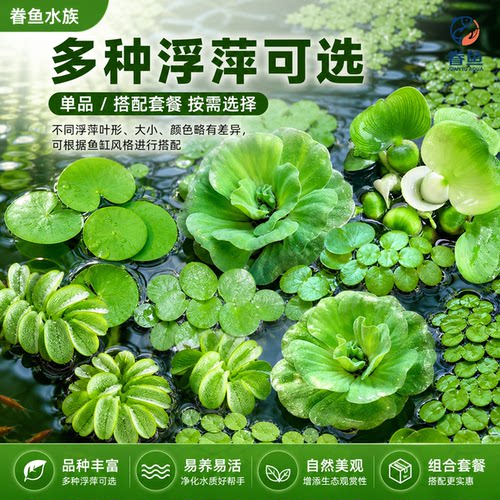 浮萍水草植物鱼缸水芙蓉一叶莲水葫芦净化水质造景水培和鱼共养 - 图1