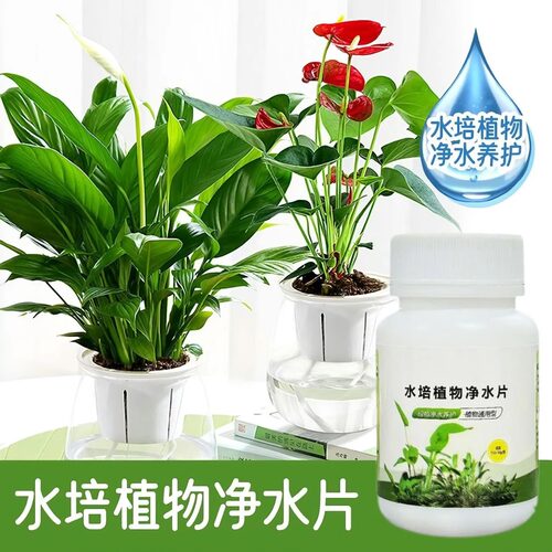 水培植物净水片除臭杀菌消毒富贵竹碗睡莲专用净化水质鲜花保鲜片 - 图2