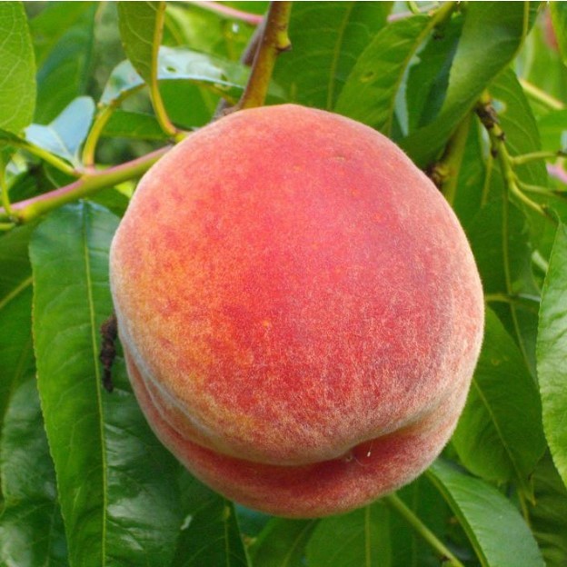 五月红水蜜桃树苗 特早熟桃树苗 嫁接桃树树苗 南北方种植可-盆栽 - 图0