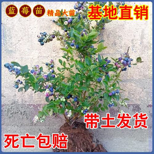 薄雾嫁接蓝莓苗带土南北方种植盆栽地栽苗当年结果兔眼蓝莓树果苗 - 图0