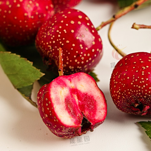 承德特产兴隆山楂秋金星小金星山里红新鲜甜山楂果 - 图1