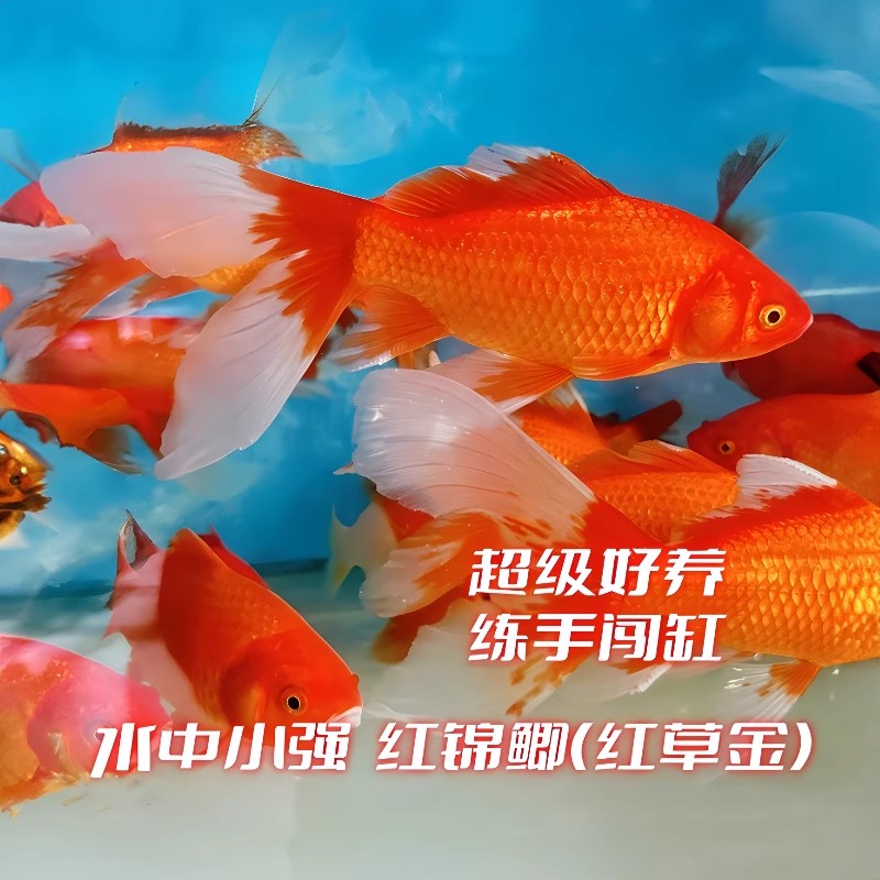长尾大红草金活体金鱼活鱼锦鲤好养淡水观赏鱼冷水淡水不加温鱼苗 - 图3