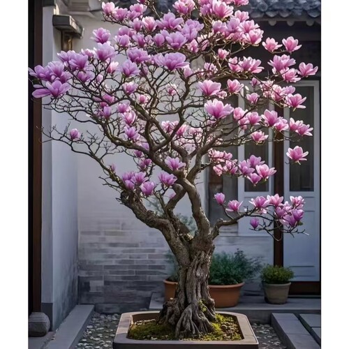 玉兰花辛夷花树苗中药材绿化别墅庭院盆栽南北四季绿植耐寒好养 - 图0