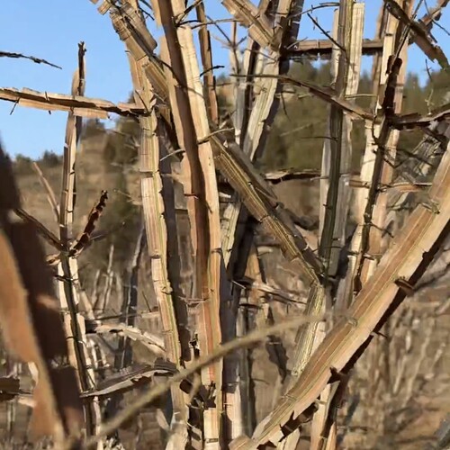 鬼见愁树苗批发鬼箭羽树苗正品家种大羽卫矛中药材苗镇宅盆景素材 - 图2
