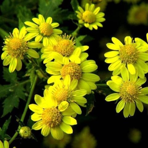 天然野菊花苗四季可种菊花花苗野菊花老根山菊花小金菊野菊花盆栽
