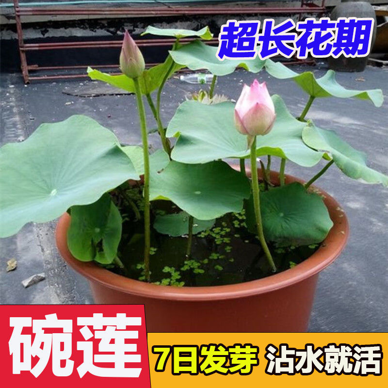 多花色水培碗莲种子已开口四季播种水培植物睡莲荷花室内绿植花卉 - 图0