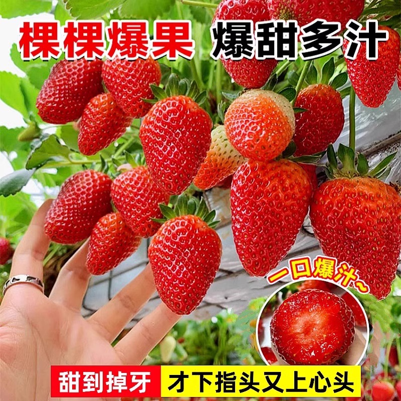 奶油草莓苗盆栽冬季带盆带土种籽子红颜四季结果阳台种植新秧果苗