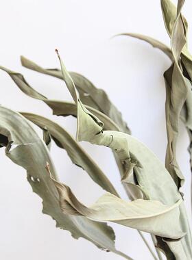 狂想者新品【天堂鸟叶】轻奢高级感干花家居装饰插花