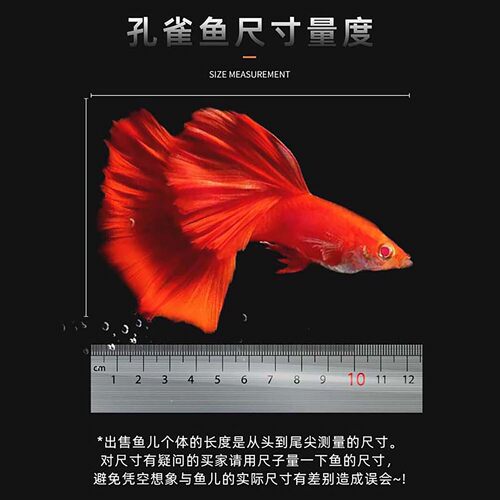 孔雀鱼活鱼苗观赏鱼热带小型鱼活体鱼淡水好养耐活精品冰蓝孔雀鱼 - 图1