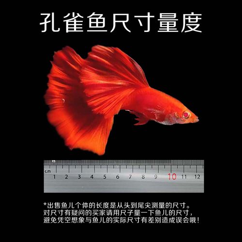 孔雀鱼观赏鱼活体金鱼热带小型淡水马凤尾鱼好养耐活易繁殖斑鱼苗 - 图3