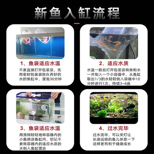 孔雀鱼观赏鱼活体金鱼热带小型淡水马凤尾鱼好养耐活易繁殖斑鱼苗 - 图2