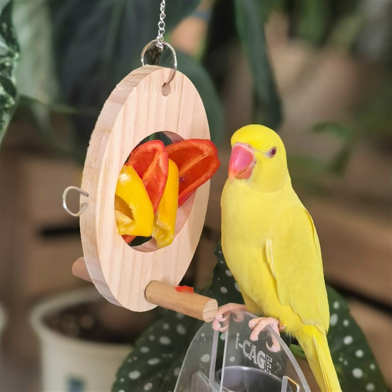 鹦鹉水果叉鸟用不锈钢蔬菜玉米挂钩喂食器玩具鸟笼配件用品 - 图3