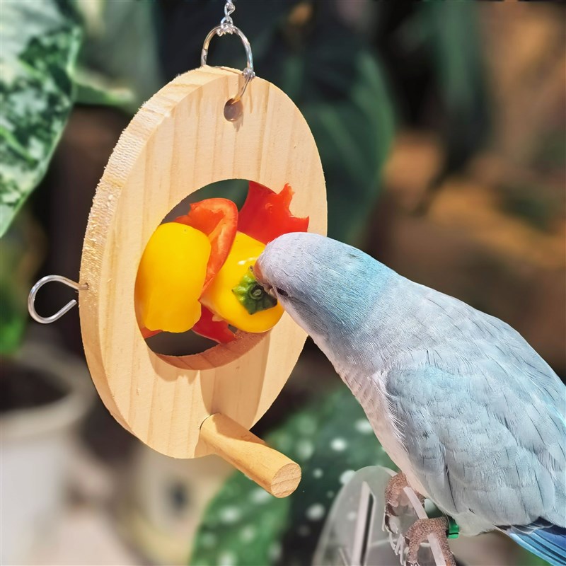 鹦鹉水果叉鸟用不锈钢蔬菜玉米挂钩喂食器玩具鸟笼配件用品 - 图2