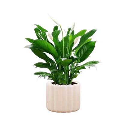 GX-绿植盆栽净化空气室内客厅易养含盆花卉植物办公室桌面装饰