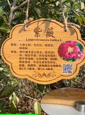 植树节树木挂牌花木介绍牌植物品名吊牌幼儿园认养防腐标识牌定制