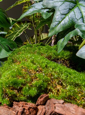 新品永生真苔藓仿真青苔r植毛人造草皮造景假绿植绿色草坪装饰植