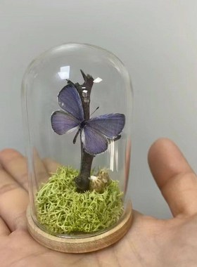 迷你玻璃罩文玩核桃印章小葫芦透明防尘展示盒小花束diy装饰摆件