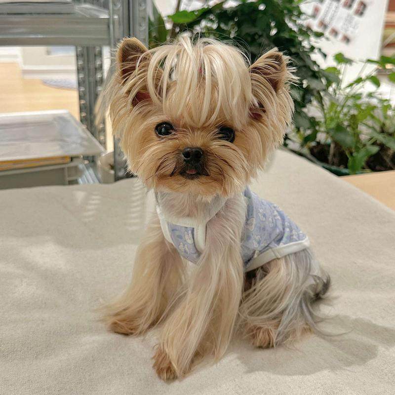 小甜粥宠物服纯棉小兔吊带薄款弹力透气衣服约克夏马尔济斯猫咪,淘宝优惠券,粉丝福利购,淘宝优惠卷