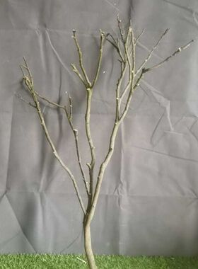 原木树杈艺术干枝枯枝枯木树干鸟架造型壁挂衣架吊顶树枝装饰