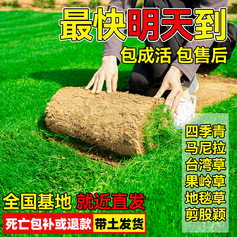 Turf real lawn four seasons green belt soil dwarf no need to mow