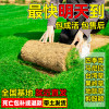 Turf real lawn four seasons green belt soil dwarf no need to mow
