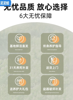 造型孟加拉榕盆栽高山榕室内客厅大型绿植办公室四季常绿好养耐活