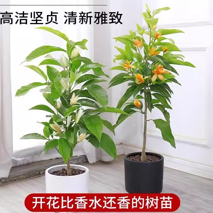 白兰花黄角兰带花苞老桩玉兰花树苗盆栽室内庭院浓香型四季开花卉