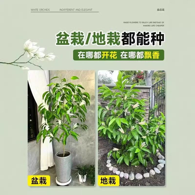 白兰花黄角兰带花苞老桩玉兰花树苗盆栽室内庭院浓香型四季开花卉