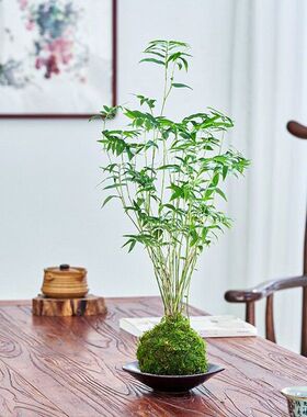 苔藓球植物米竹红观音竹金明竹水培盆景客厅室内桌面观赏竹子盆栽