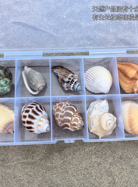 天然海洋生物标本礼盒儿童科普