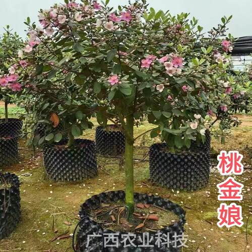 改良大果桃金娘苗野生山捻子果树乌稔子苗观赏老桩南北方四季爆果 - 图1