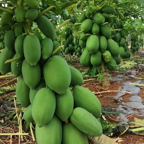 改良矮化木瓜苗冰糖牛奶红心木瓜大青特大水果黄金木瓜苗四季种植 - 图0